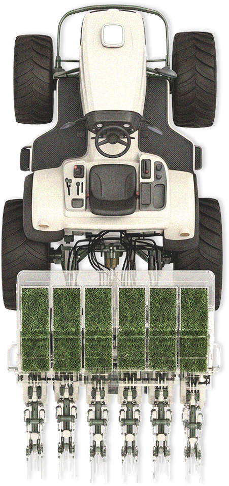 Trans planting